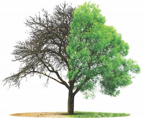 Live and dead tree isolated on a white background. Global warming or climate change concepts.