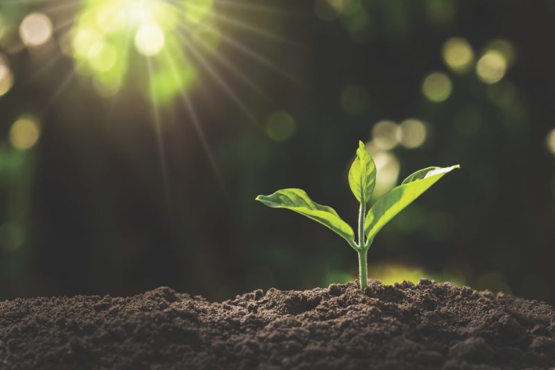 young plant growing in garden with sunlight