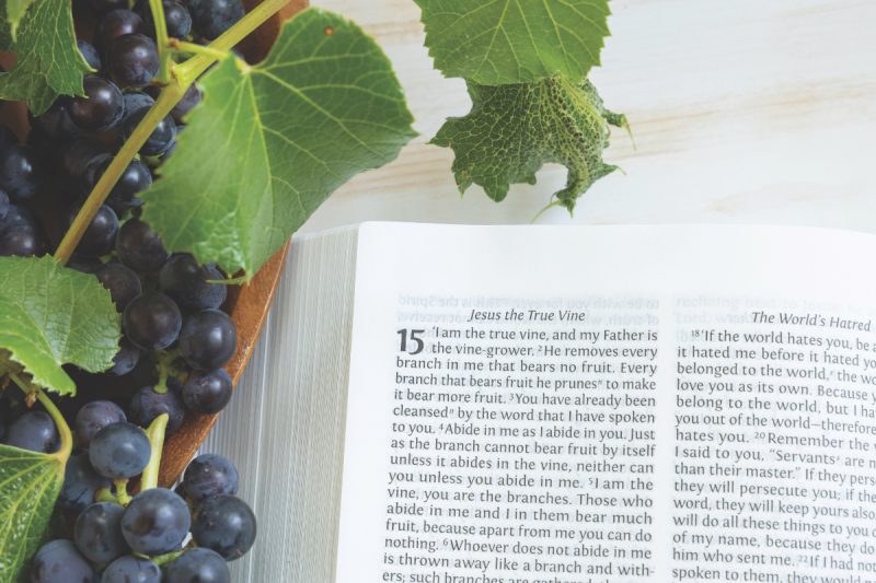 Bible open to John chapter 15, Jesus the vine, with grapevine with green leaves and ripe purple grape bunches on a white wood table