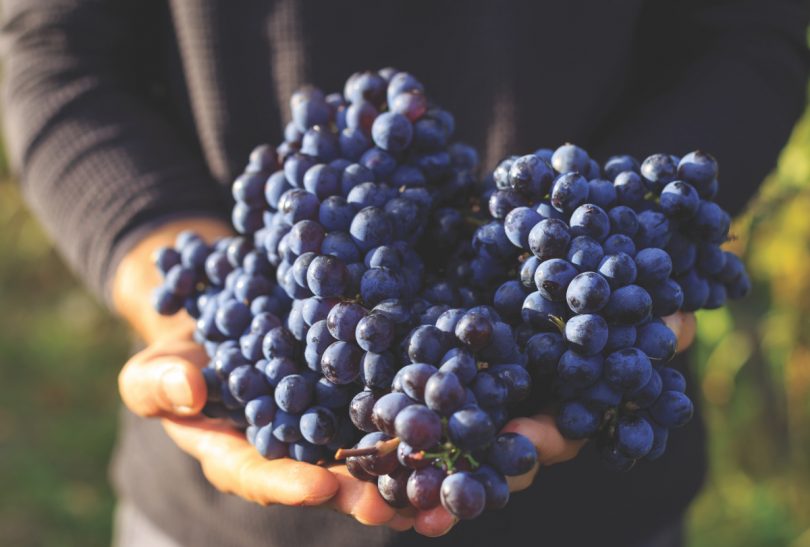 Hand harvest grape tuscany