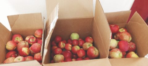 <p>Approximately 300 pounds of apples are ready to be distributed to the guests of the Moab Manna Farm’s Harvest Basket.</p><p>Aproximadamente 300 libras de manzanas están listas para ser distribuidas a los invitados de Moab Manna Farm’s Harvest Basket.</p>