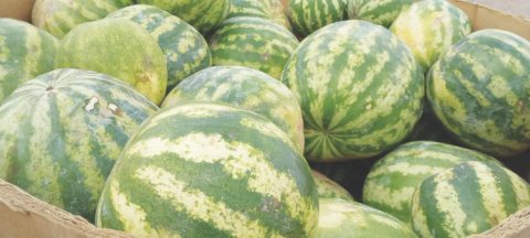 <p>Three bins of large, sweet watermelons help to bless the many families coming through. </p><p>Tres contenedores de sandías ayudan a bendecir a muchas familias.</p>
