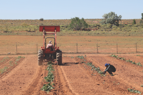 Julius helps Mr. Wagner maintain the farm fields.