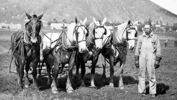 Caballos de la granja de La Sierra, circa 1927-30s
