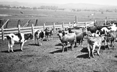 Vacas lecheras de La Sierra, circa 1930s
