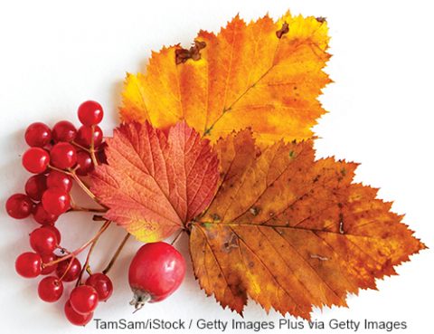 Autumn composition, dried leaves on white background, fall, thanksgiving day concept. Flat lay, top view, copy space. High quality photo