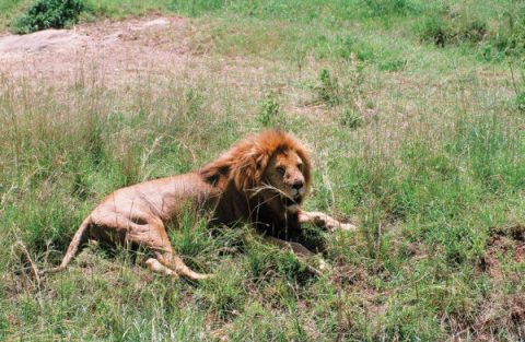 Not an unusual site in Kenya, this lion is relaxing so near the roadside that no telephoto lens is needed!