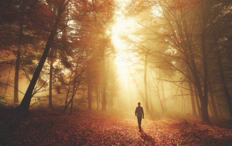 Male hiker walking into the bright gold rays of light in the autumn forest, landscape shot with amazing dramatic lighting mood