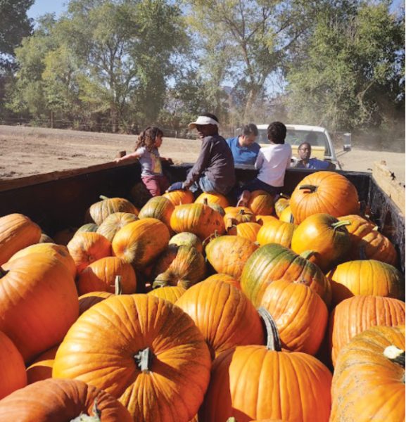 A large load of pumpkins heading out of the field for sharing with the community.
