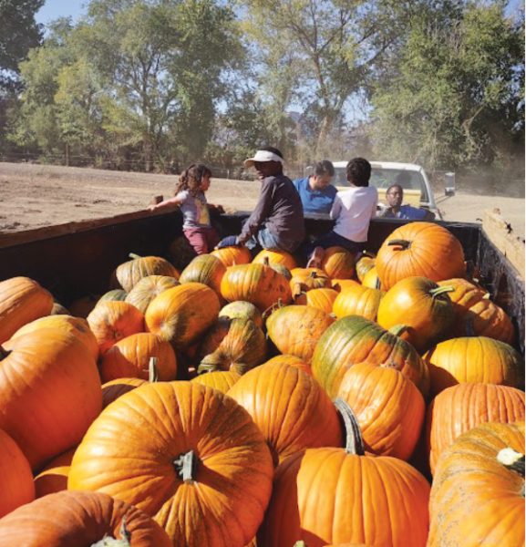 A large load of pumpkins heading out of the field for sharing with the community.
